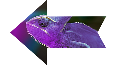 purple chameleon arrow